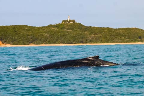 Nahyeeni Lodge, Inhaca Island, Mozambique